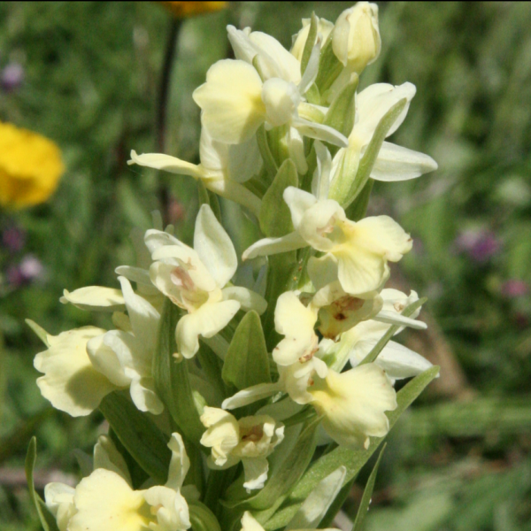 Dactylhoriza insularis